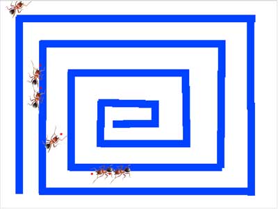 scratch作品_ant ，