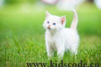 scratch作品_小猫变变翻乐